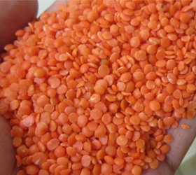 clean lentil after process
